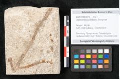 Foto (Objekt + Etikett) von Glyptostrobus europaeus Brongniarti (NHMW-GEO-2024-0188-8079)